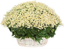 Цветочная композиция из Ромашки в корзине #REPLACE_PRED# Вычегодском
