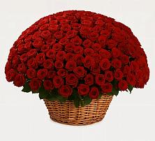 251 Премиум красная роза в Вычегодском Премиум букет из: Розы в Вычегодском